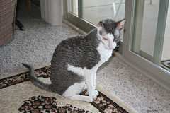Beau in Phoenix, AZ. Beau is a rescued Cornish Rex available for adoption.