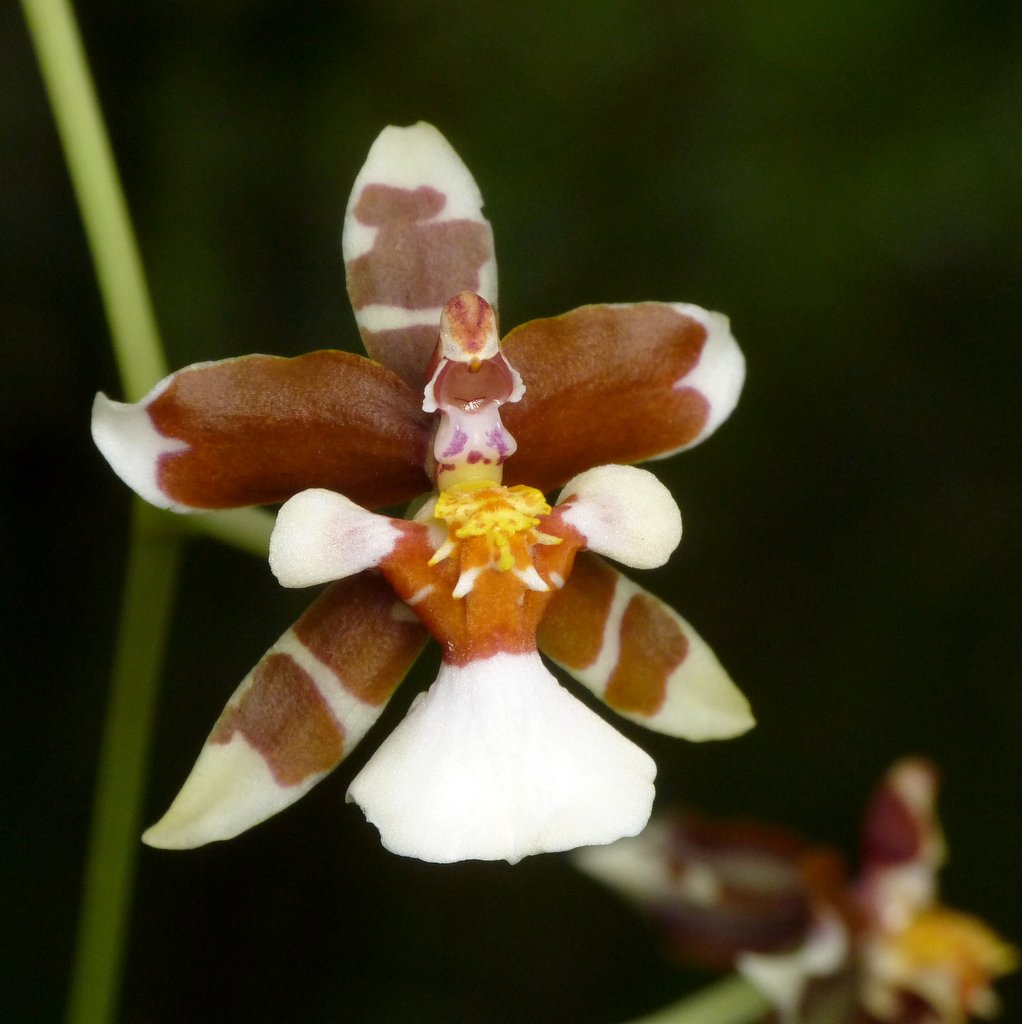 Oncidium riopalenqueanum image
