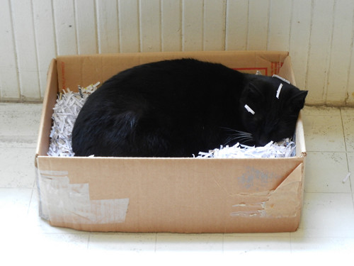 Cat in Box 2809