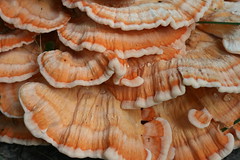 Chicken of the Woods - Sulphur Shelf - Wild Mushroom