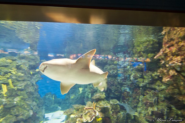 Aquarium - shark