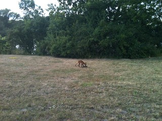 Not every day I see a small fox catch and kill a groundhog. Had to wait some time to get close enough for a photo