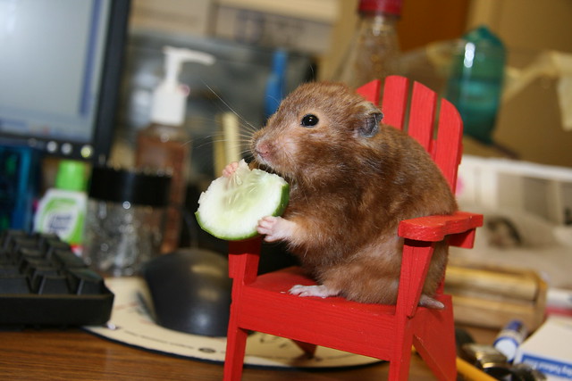 I turned today into "Take-your-hamster-to-work-day"
