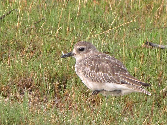 Black-bellied Plover at Fort DeSoto in Pinellas County, FL 02