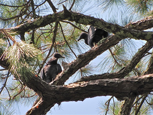 Black Vulture at John B. Sargeant Park in Hillsborough County, FL 01