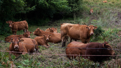 Limousin cattle, bull and cows