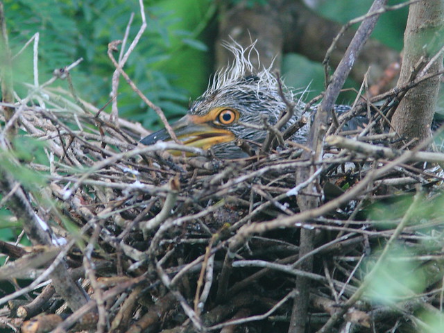 Yellow-crowned Night-Heron nestling 2-20120724
