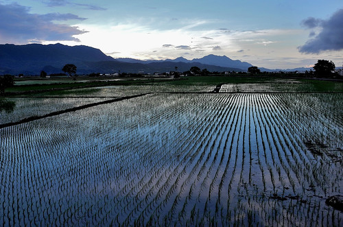 Rice Paddy in the Evening Light