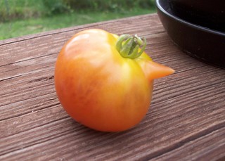 Tomatoes_72012