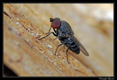 Diptera/Drosophilidae