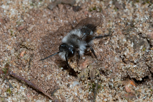 Andrena cineraria (m)