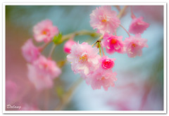 Cherry_blossoms_2012