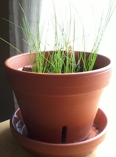 05-02-2012 Chives