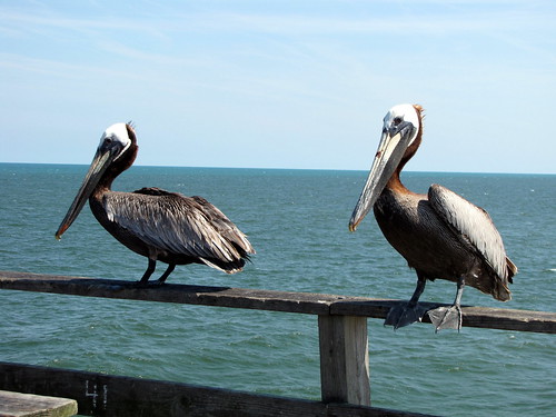 Two hungry pelicans