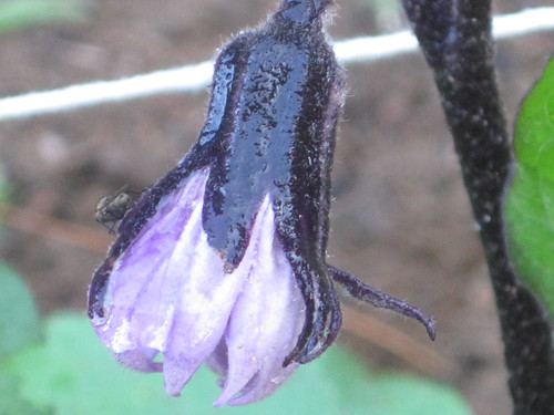 eggplant bloom
