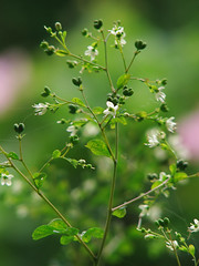Rutaceae　ミカン科