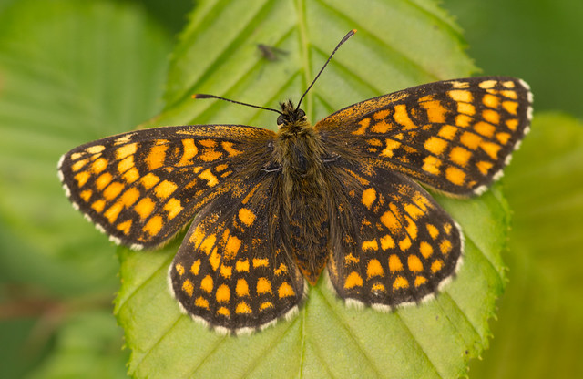 heath fritillary butterfly