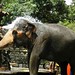 Kandyan Elephants
