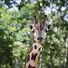 91 - 2012 - Zoo Barcelona - Juliol 2012 - Nikon D7000 - _D011491