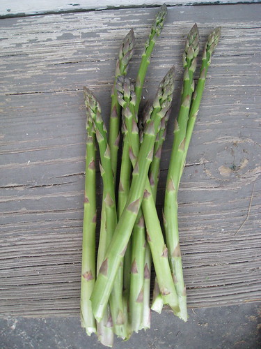 first asparagus crop