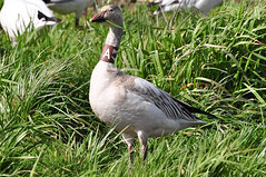 Snow Geese - Banded