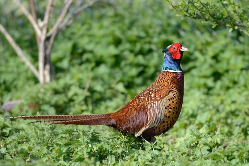 Pheasant posing for me by Rivertay