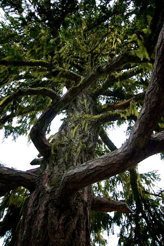 TreeTrek Whistler