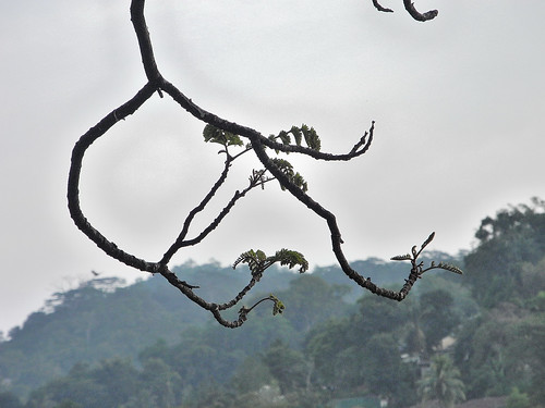 Tree Branches on Lake Kandy  (by Queenie)