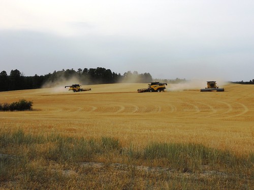 3 combines cutting near Chadron