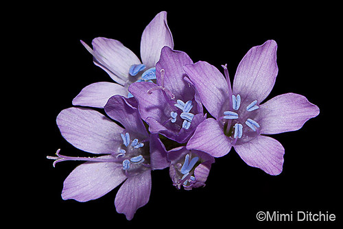 Painted Gilia by Mimi Ditchie
