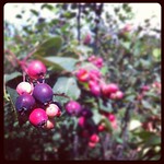 20120723 saskatoon berries The Bloomingfields - 10