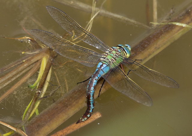 Emperor dragonfly egg laying top down