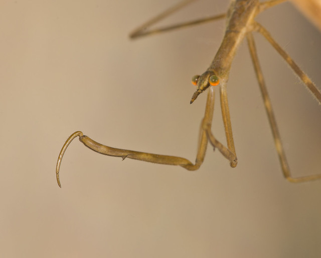 Water stick insect Ranartra linearis cloer up 3