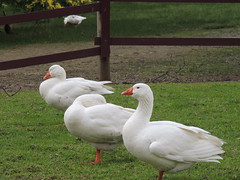 Geese, Ducks and Water birds