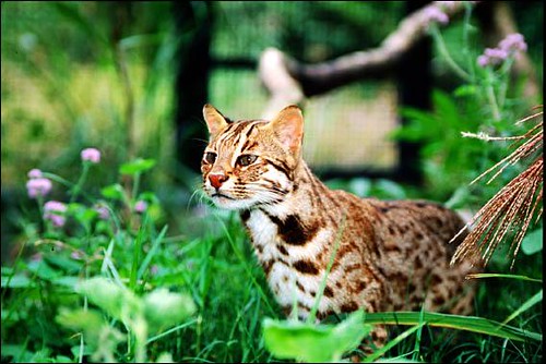 石虎是台灣僅剩的貓科動物，雲豹雖然也是，但一般認為已從台灣島上消失。（田秋堇立委辦公室提供）