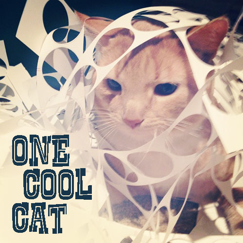 one-cool-cat