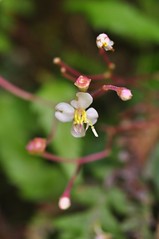 圓葉布勒德藤（B. hirsuta）之4片花瓣及8枚突起的雄蕊。