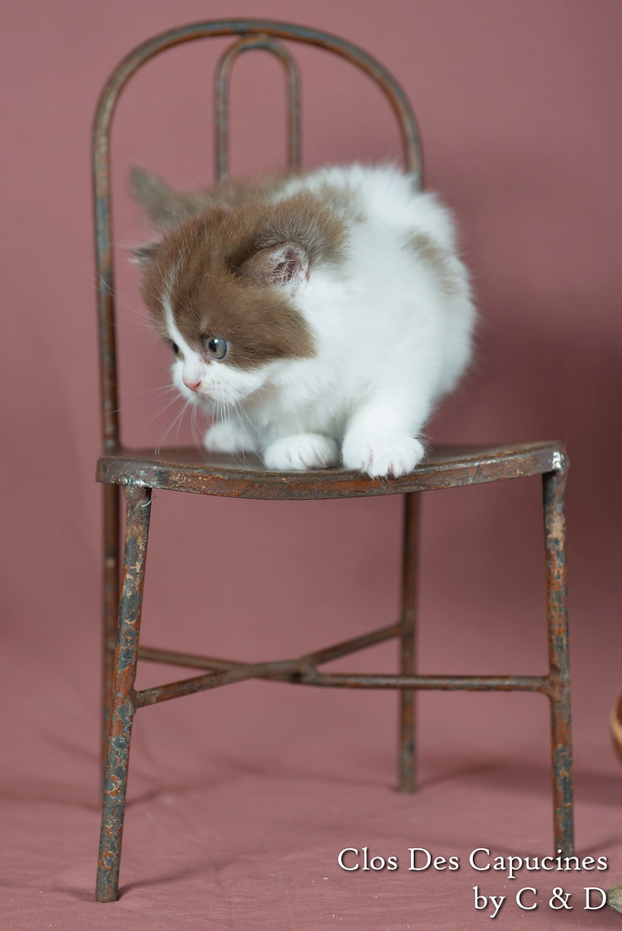 Hanna du Clos des Capucines, chaton 1 mois British Longhair chocolat et blanche arlequin