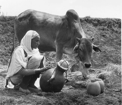Ethiopia woman churning butter