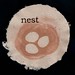 Amanda Gordon Miller: Nest