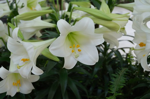 Conservatory Lilies