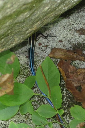 5-Lined Skink in CT!