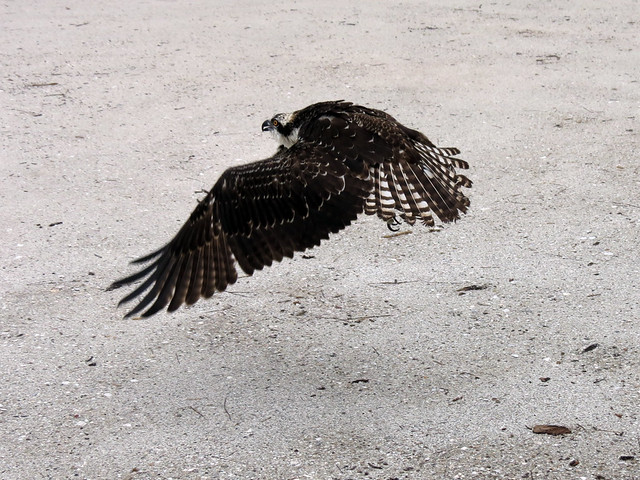 Osprey release