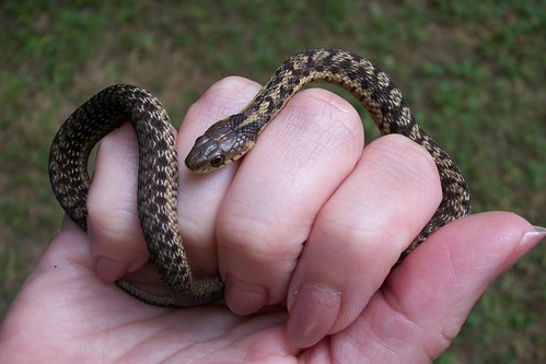 Garter Snake with an interesting pattern