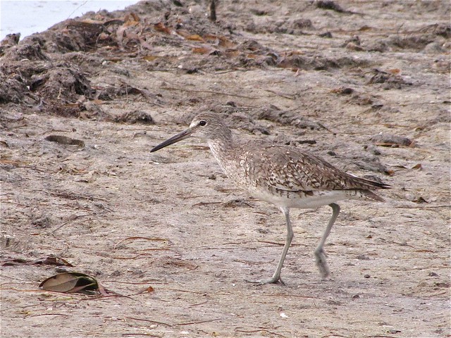 Willet at Fort DeSoto in Pinellas County, FL 02
