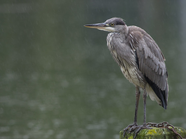 Grey heron in the rain 7