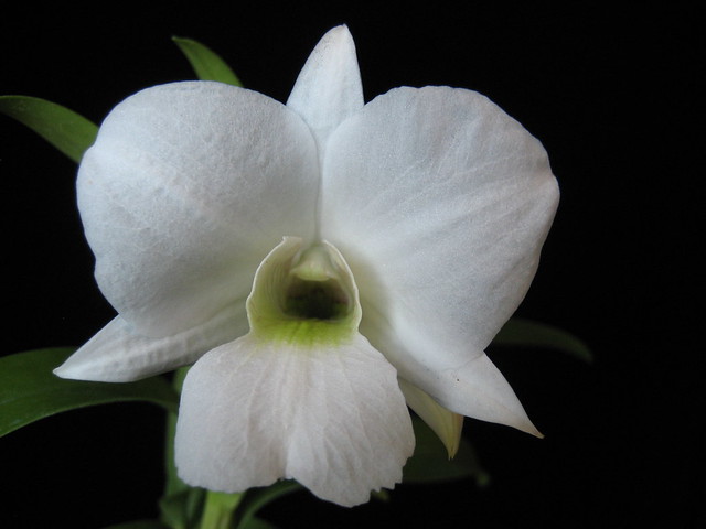 Dendrobium sanderae v. luzonicum 'Diamond Orchids'