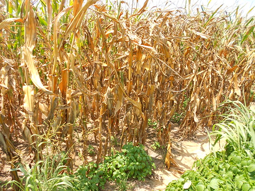 Drought Stressed Corn Western Tennessee/Kentucky Border
