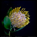 Fun with One - Protea Pincushion Flower
