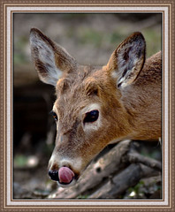 Deer 2012